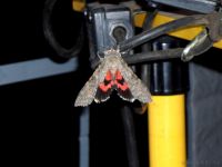 Notfunk.WE2011.jpg (18)